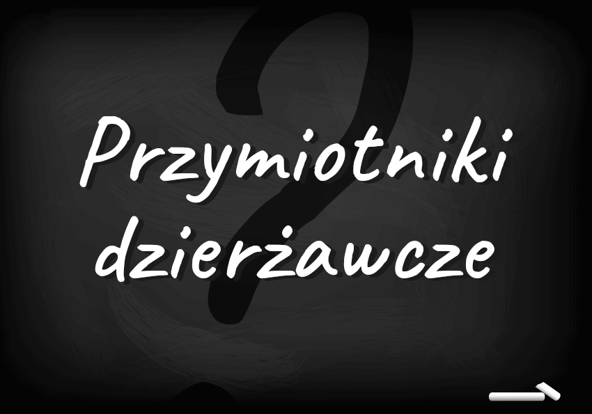 Dzieło Mickiewiczowskie i program polsatowski – przymiotniki dzierżawcze. Czym są i jak ich używać? - Polszczyzna.pl