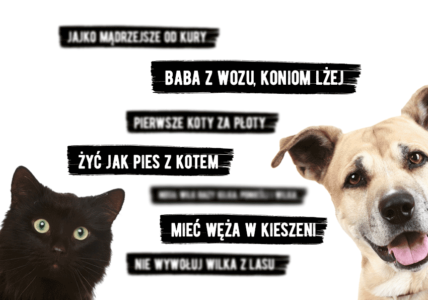 Frazeologizmy i przysłowia o zwierzętach – czego dotyczą i kiedy powinniśmy ich używać? - Polszczyzna.pl